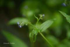 Cynoglossum zeylanicum